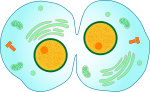 150px-mitotic_cytokinesis-svg