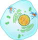 76px-mitotic_prophase-svg