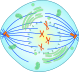 79px-mitotic_prometaphase-svg