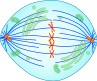 97px-mitotic_metaphase-svg