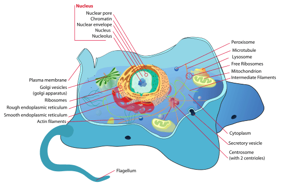 animal_cell_structure_en-svg