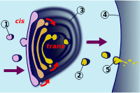 dictiosome-svg