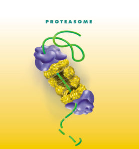 proteasome