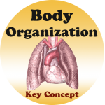 Body Structure badge