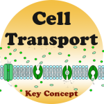 Cell Transport badge