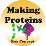 Protein Synthesis badge