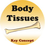 Introduction to Tissues badge