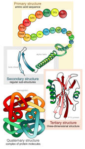 Levels of protein complexity