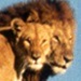lion couple