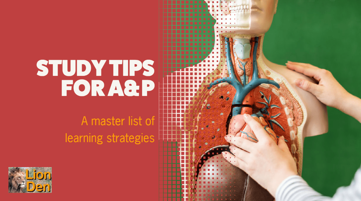 Study tip master list photo of a person pulling a heart out of an anatomy model; text: study tips for A&P, a master list of learning strategies